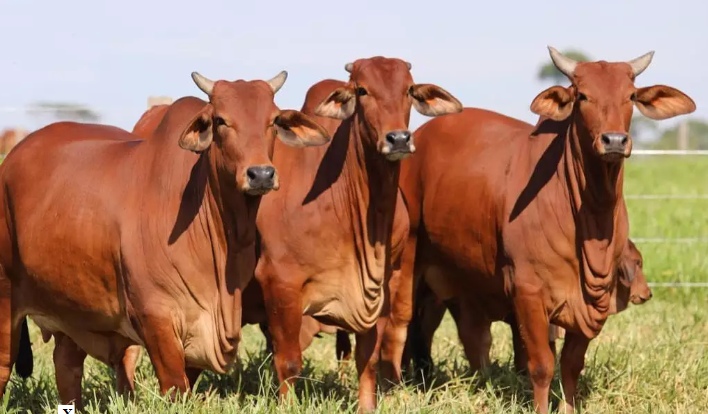 Conheça os bovinos do deserto, adaptados à seca, que conquistam o Brasil.